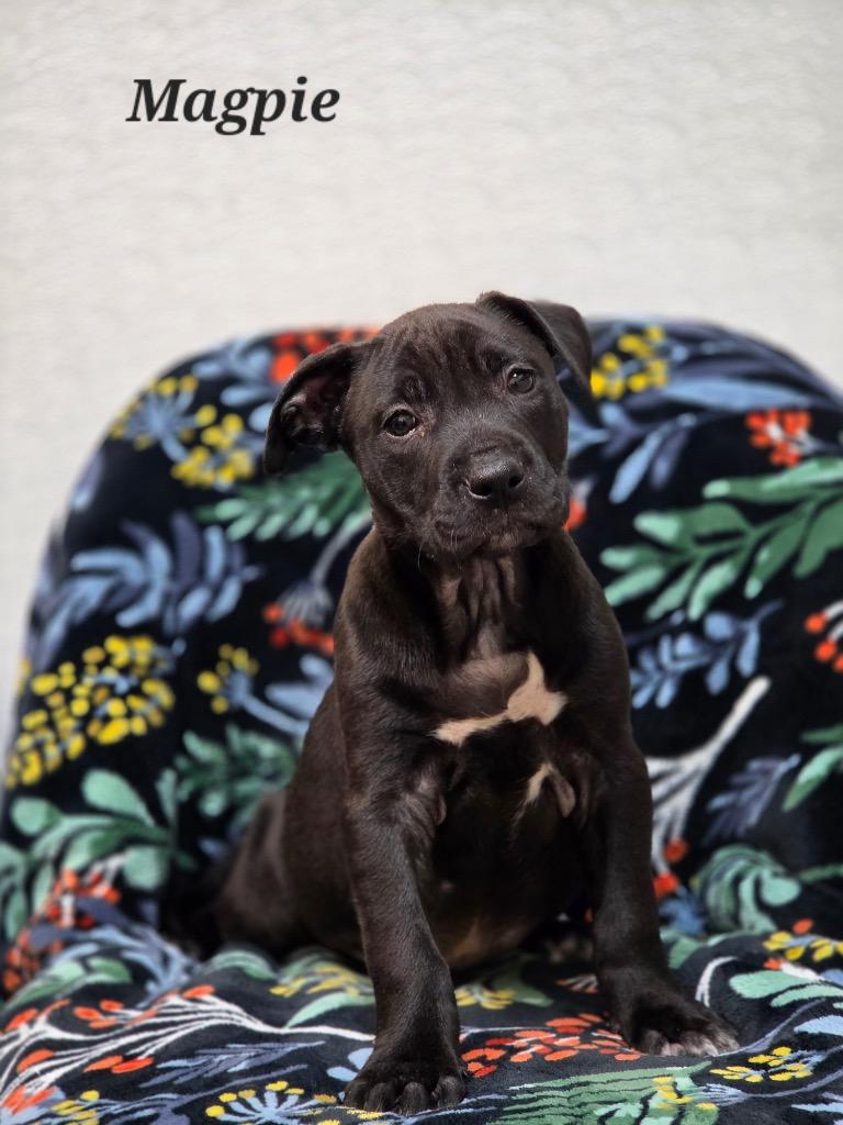 Enlarge Magpie, a Adoptable mixed breed in Clinton, SC image 2/2