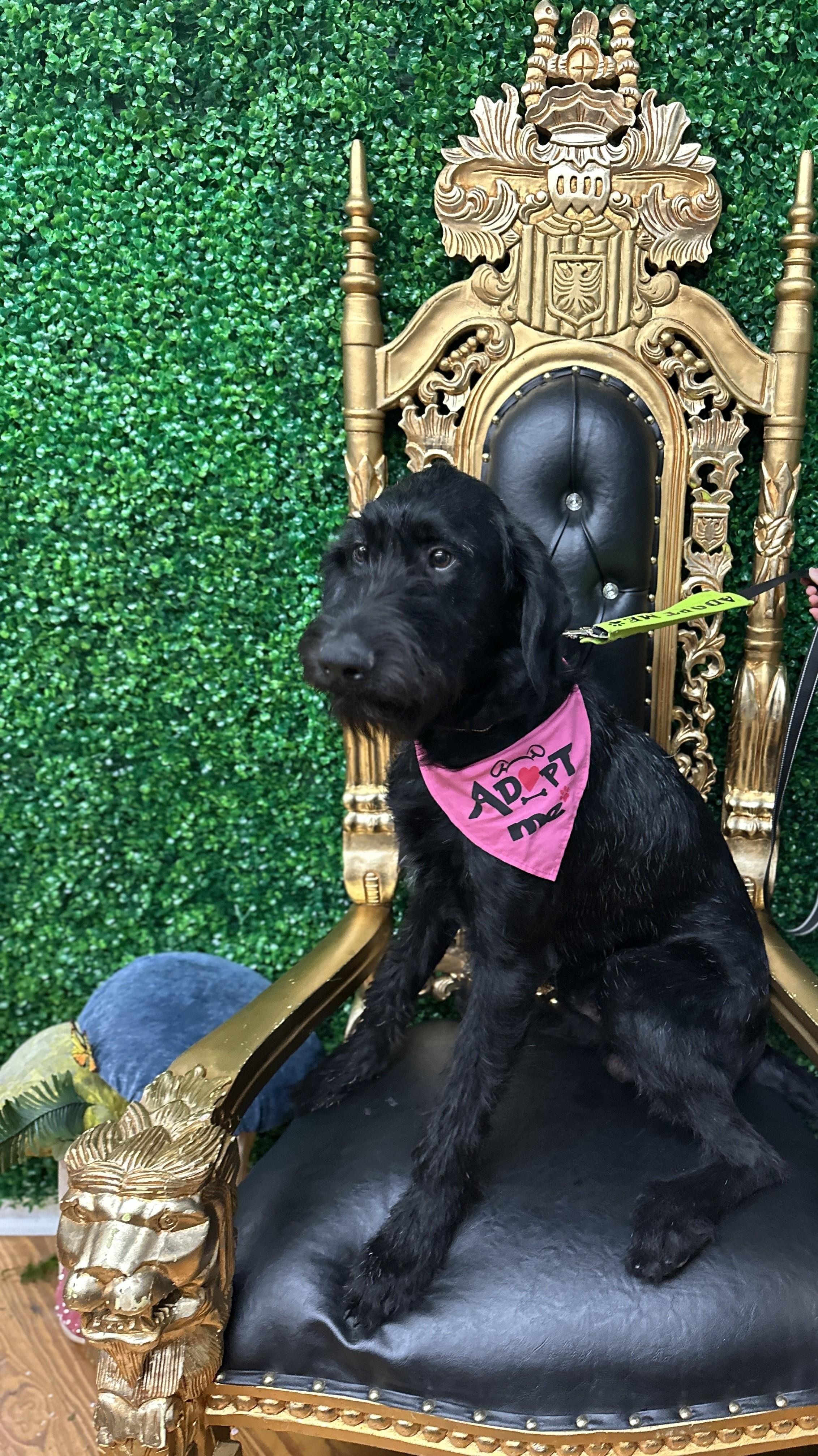 Sir Brimsley, adopted, Young Male Giant Schnauzer & Labradoodle.