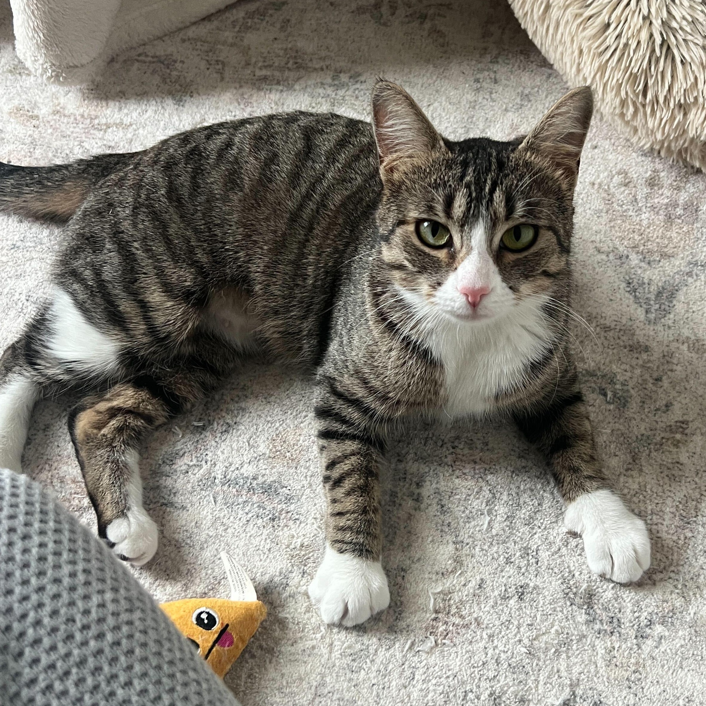 Enlarge Gigi, an adopted Domestic Short Hair in Waltham, MA image 1/6