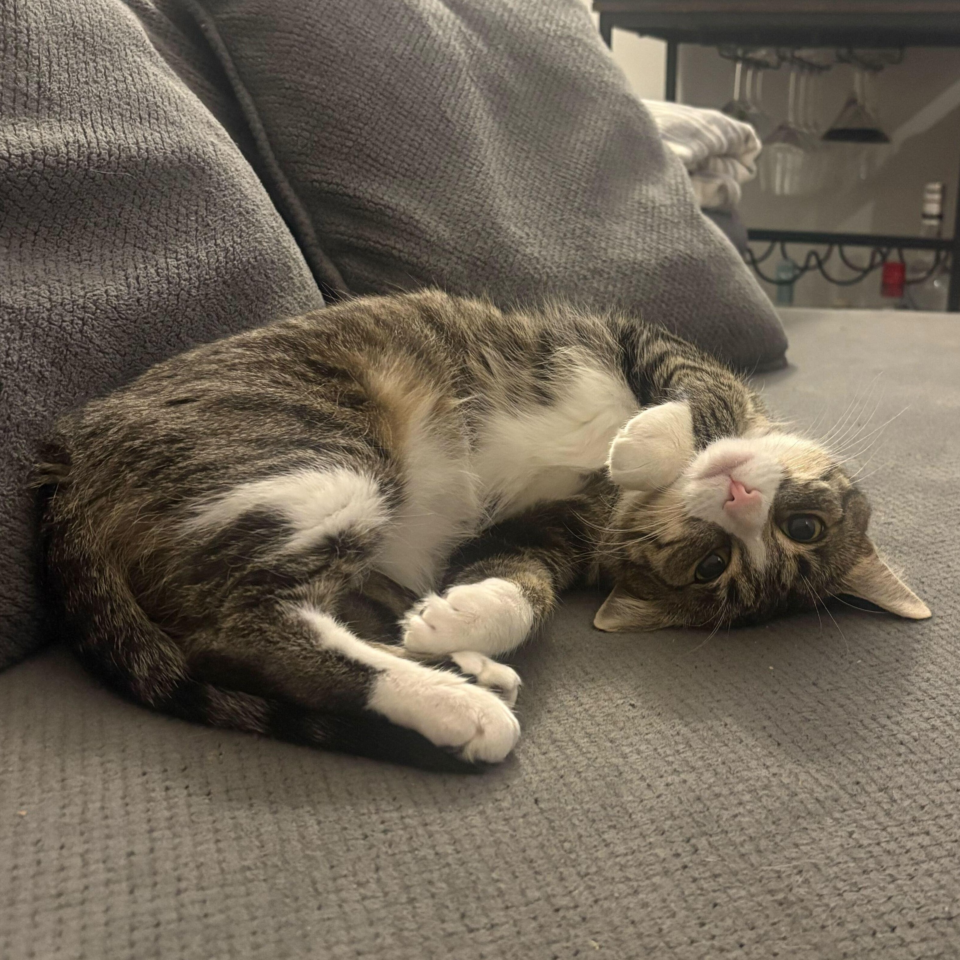 Enlarge Gigi, an adopted Domestic Short Hair in Waltham, MA image 3/6