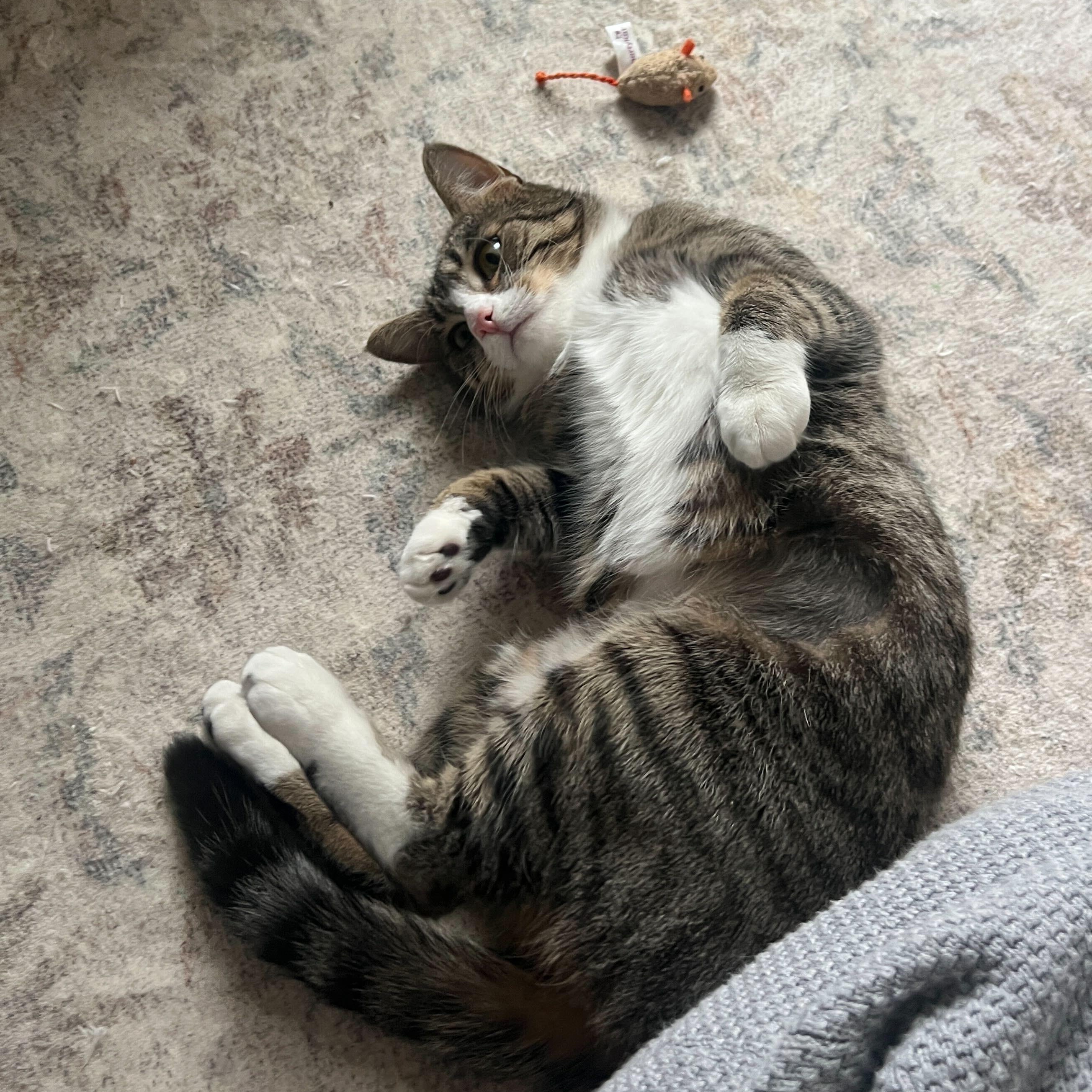 Enlarge Gigi, an adopted Domestic Short Hair in Waltham, MA image 2/6