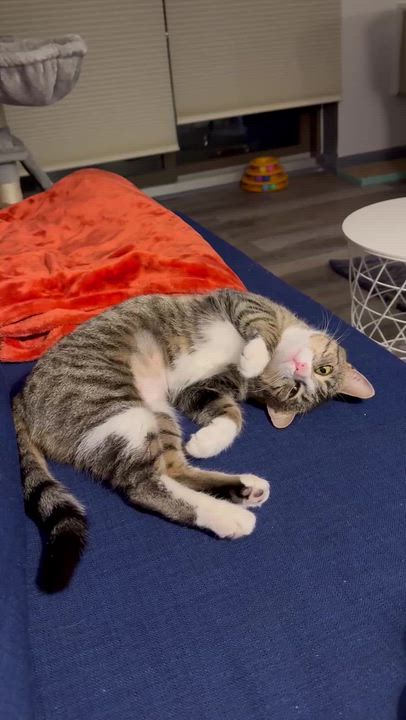 Enlarge Gigi, an adopted Domestic Short Hair in Waltham, MA video 6/6
