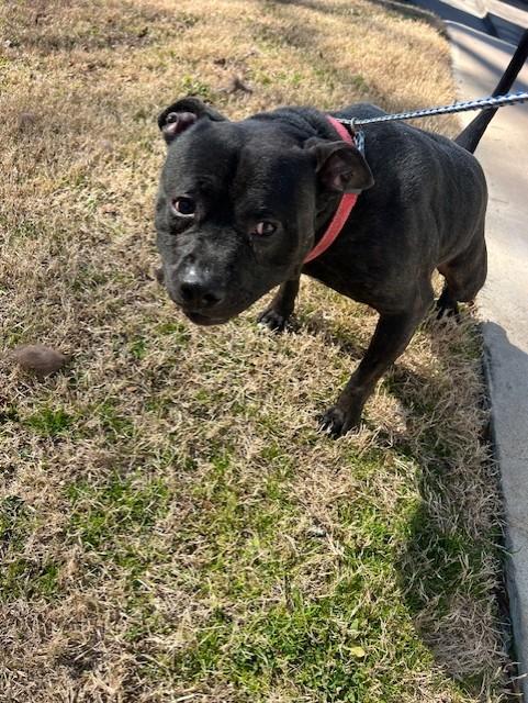 Veto11335, ADOPTABLE, Adult Male Pit Bull Terrier.