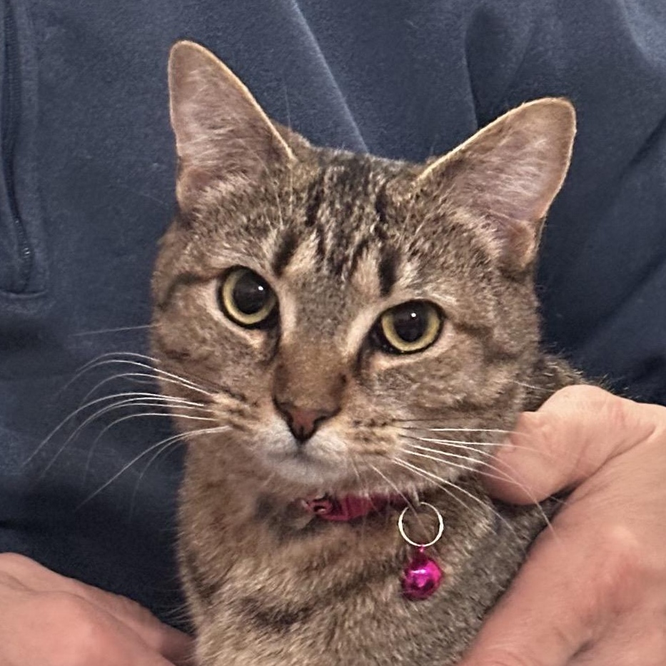 Beatrice -Emotional Support Animal, an adopted American Shorthair in Frederick, MD image 1/3