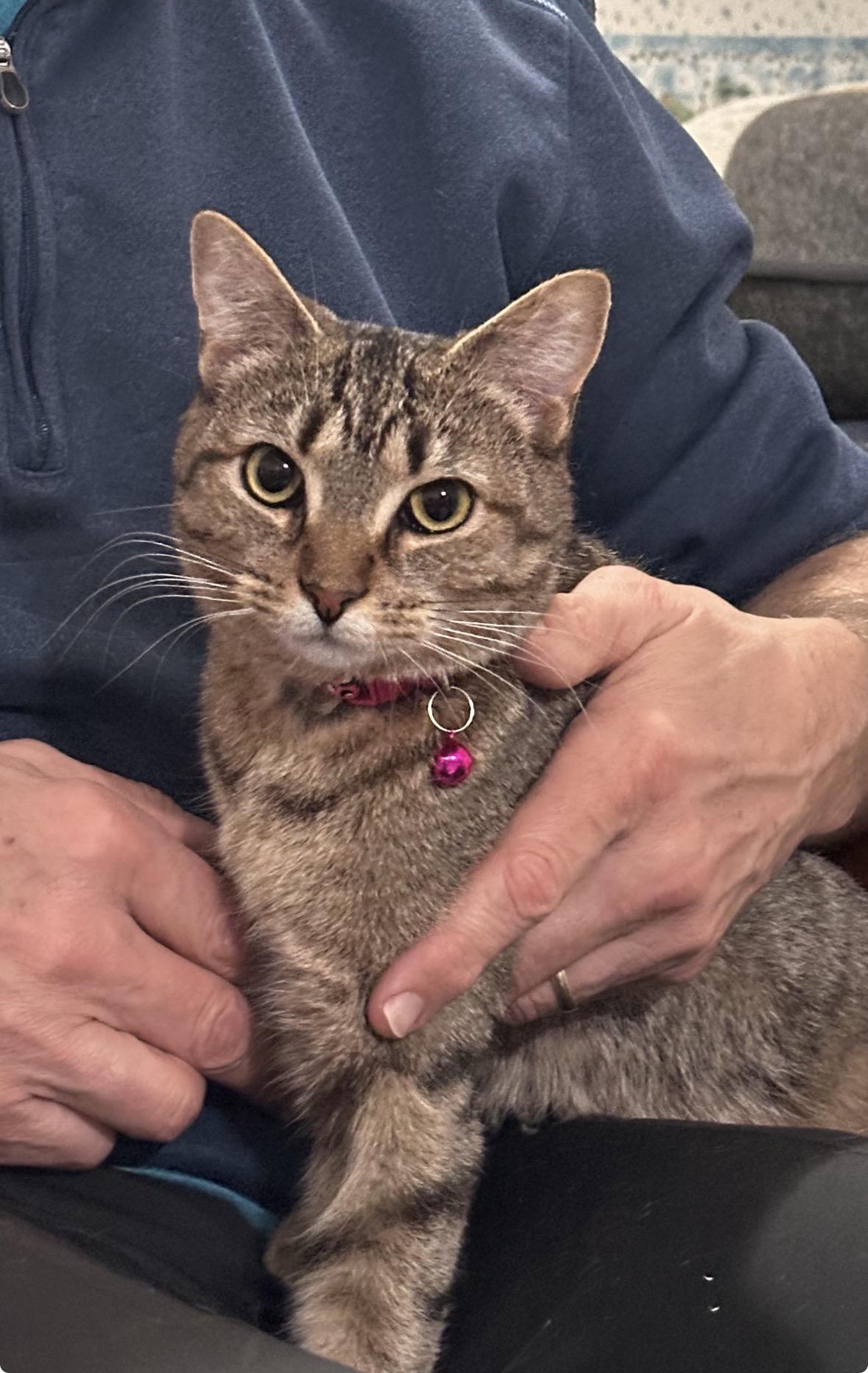 Beatrice -Emotional Support Animal, an adopted American Shorthair in Frederick, MD image 2/3