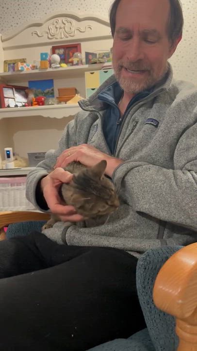 Enlarge Beatrice -Emotional Support Animal, an adopted American Shorthair in Frederick, MD video 3/3