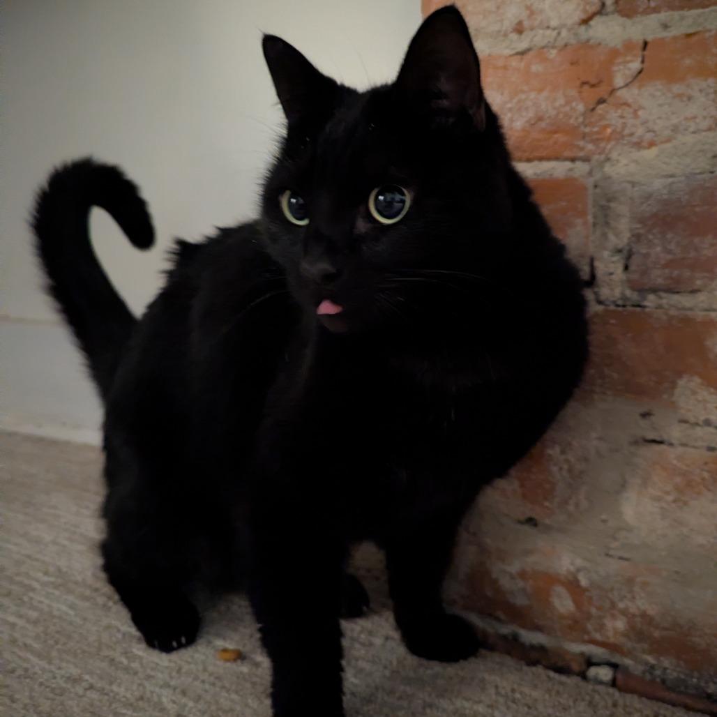 Enlarge Hash Browns, a Adoptable Domestic Short Hair in St. Louis, MO image 1/6