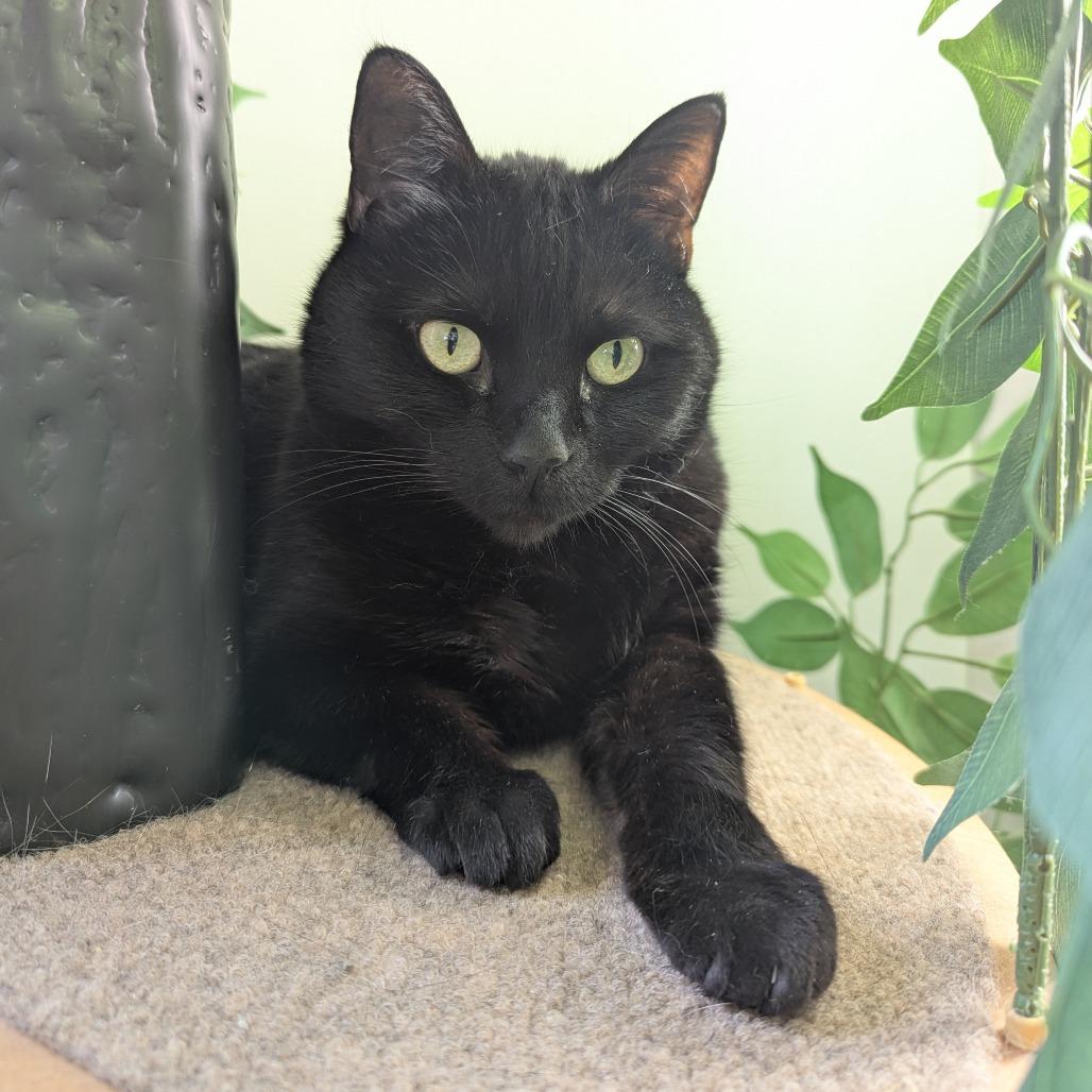 Enlarge Hash Browns, a Adoptable Domestic Short Hair in St. Louis, MO image 2/6