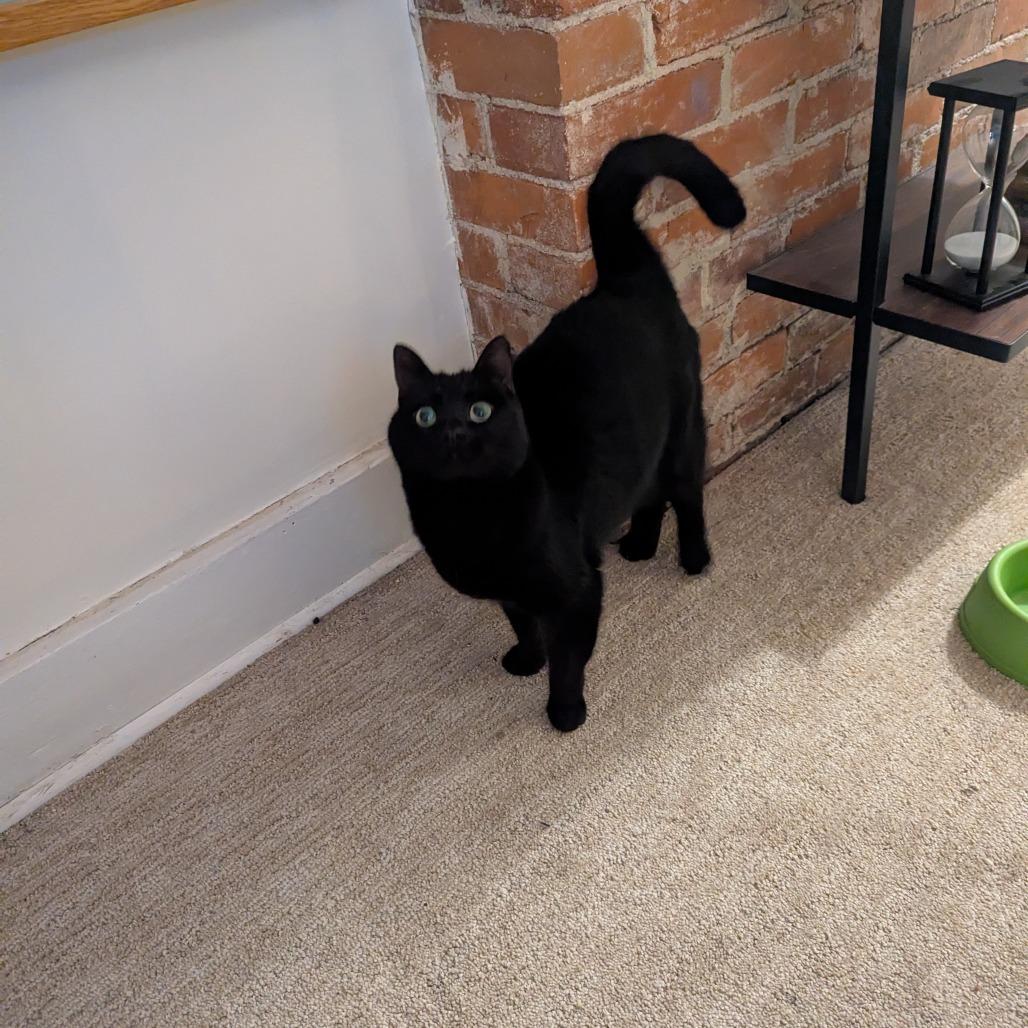 Enlarge Hash Browns, a Adoptable Domestic Short Hair in St. Louis, MO image 3/6