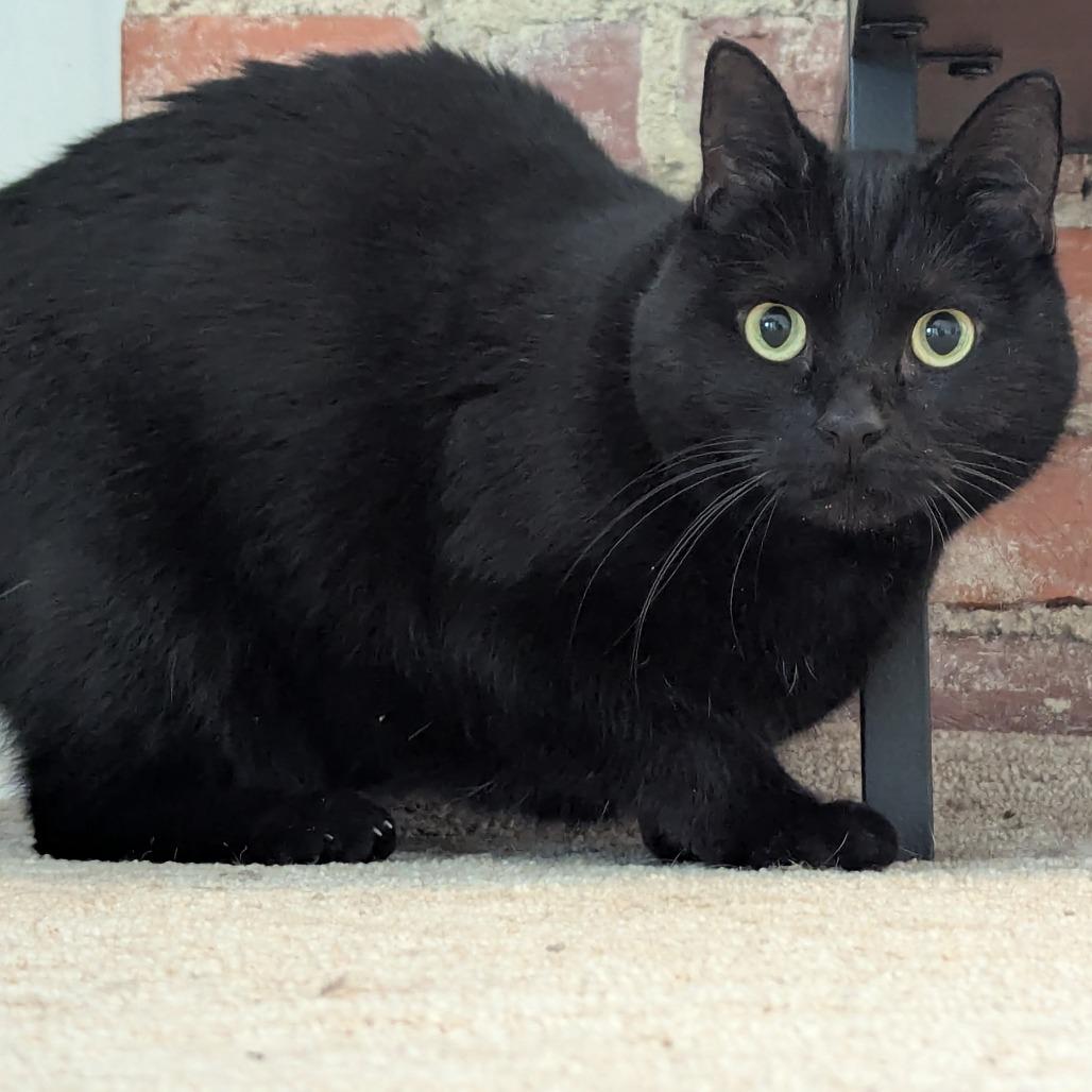 Enlarge Hash Browns, a Adoptable Domestic Short Hair in St. Louis, MO image 4/6