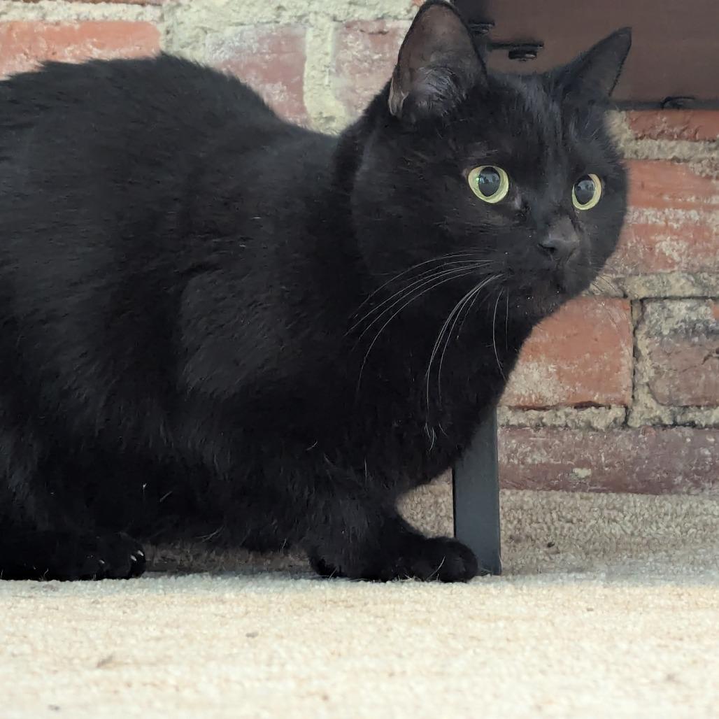 Enlarge Hash Browns, a Adoptable Domestic Short Hair in St. Louis, MO image 5/6