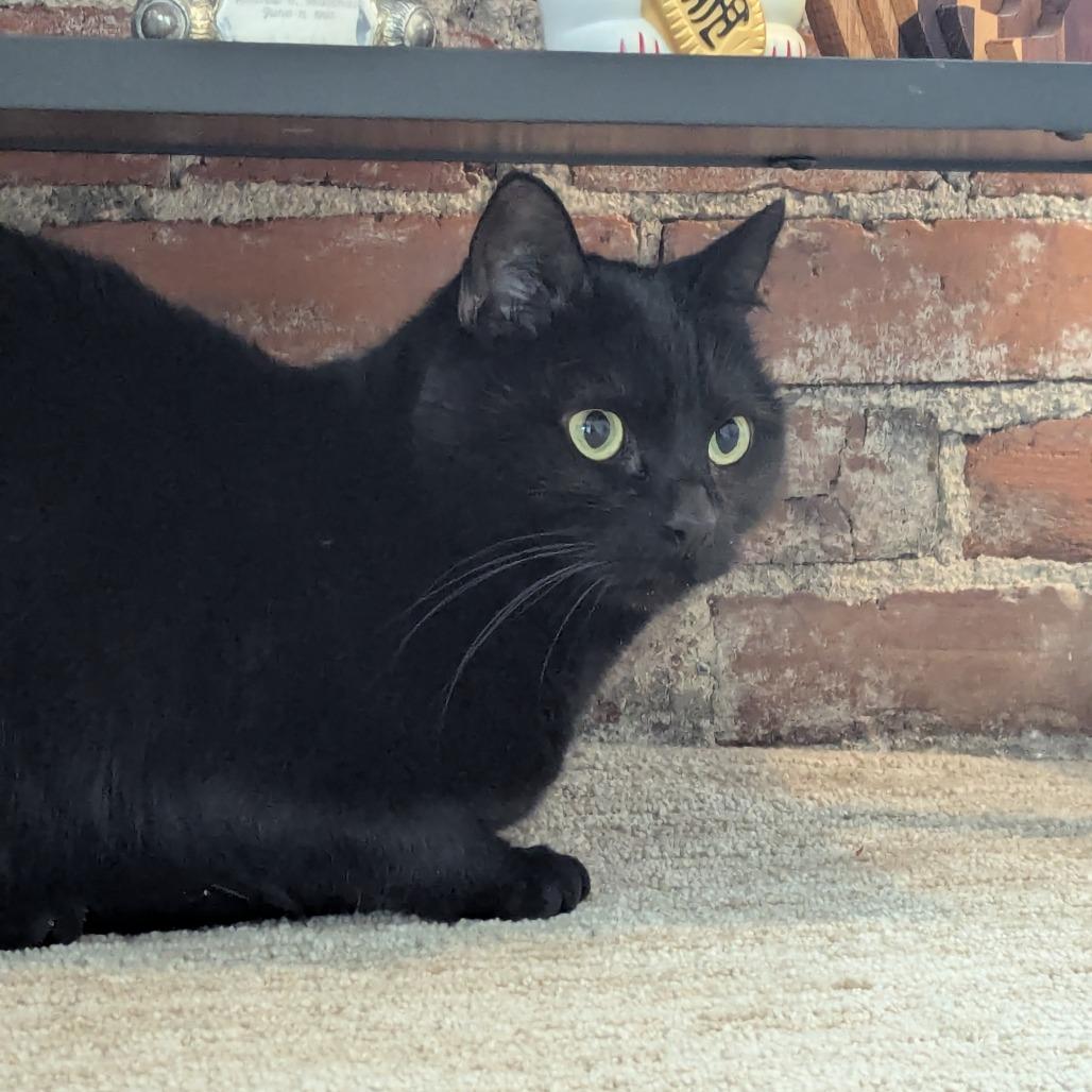 Enlarge Hash Browns, a Adoptable Domestic Short Hair in St. Louis, MO image 6/6