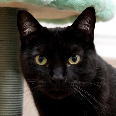 Lucy, Adoptable, Adult Female Bombay & Domestic Short Hair.