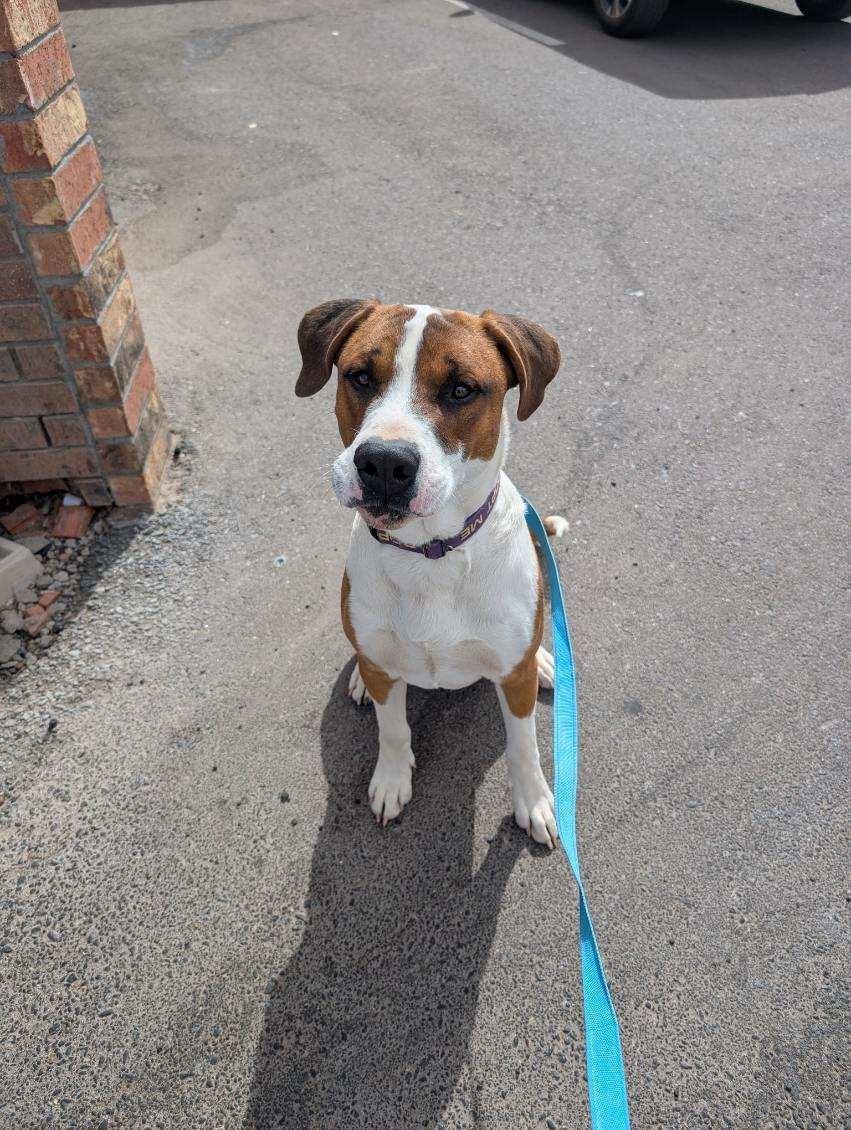 Alfie, ADOPTABLE, Young Male Hound & Boxer.