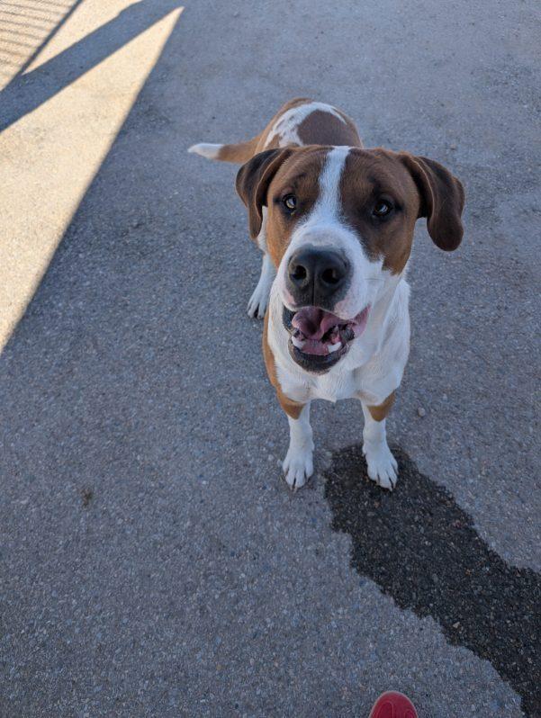 Alfie, ADOPTABLE, Young Male Hound & Boxer.