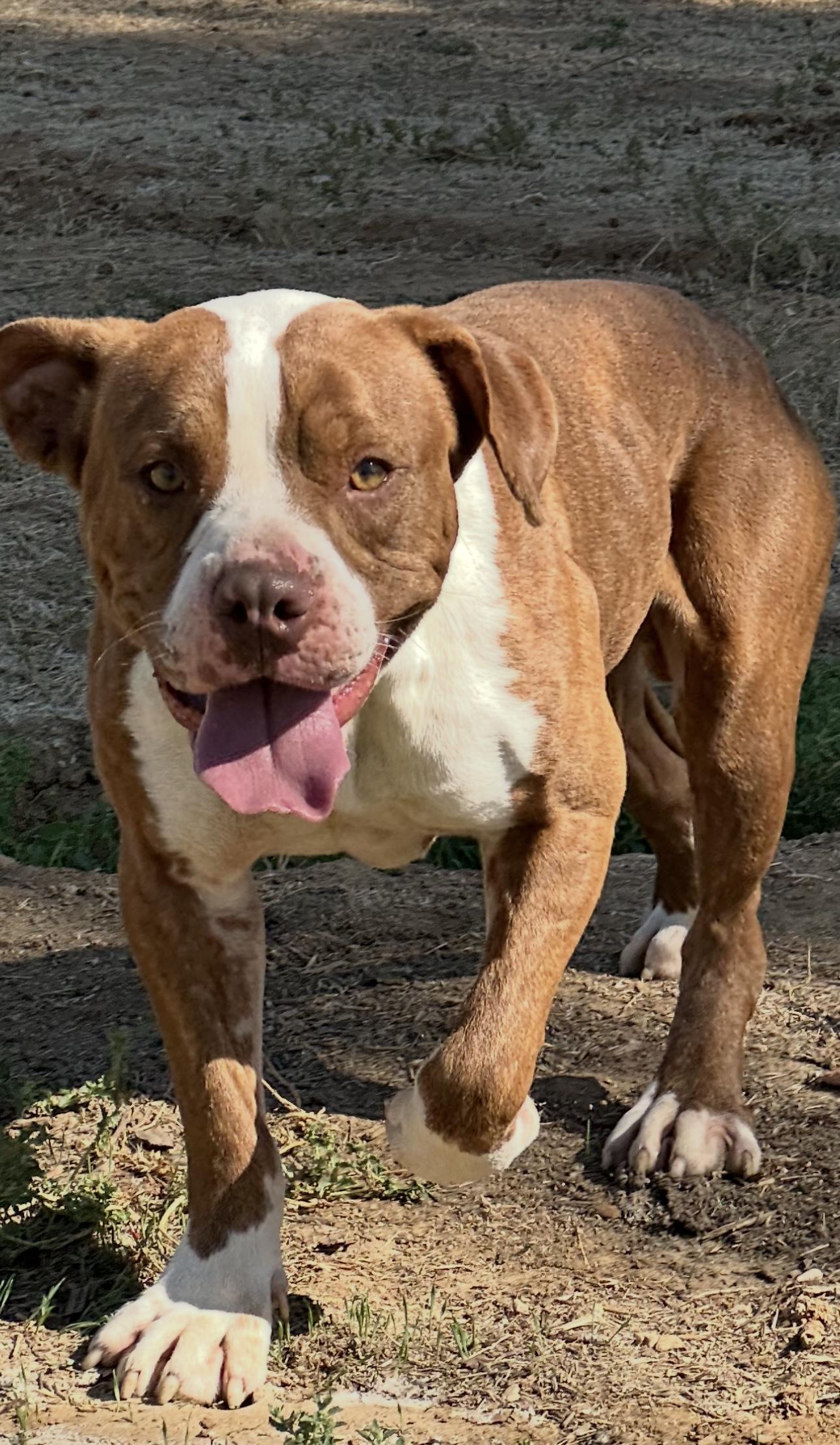 Enlarge Byron, a Adoptable Pit Bull Terrier in Winchester, CA image 1/2