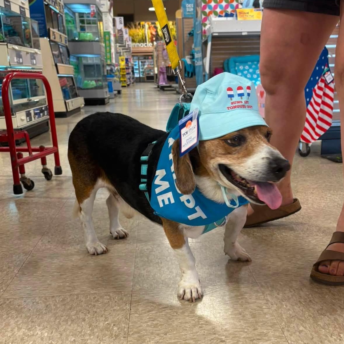 Enlarge Billy, an adoptable Beagle in Severn, MD image 6/6