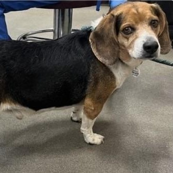 Enlarge Billy, an adoptable Beagle in Severn, MD image 3/6