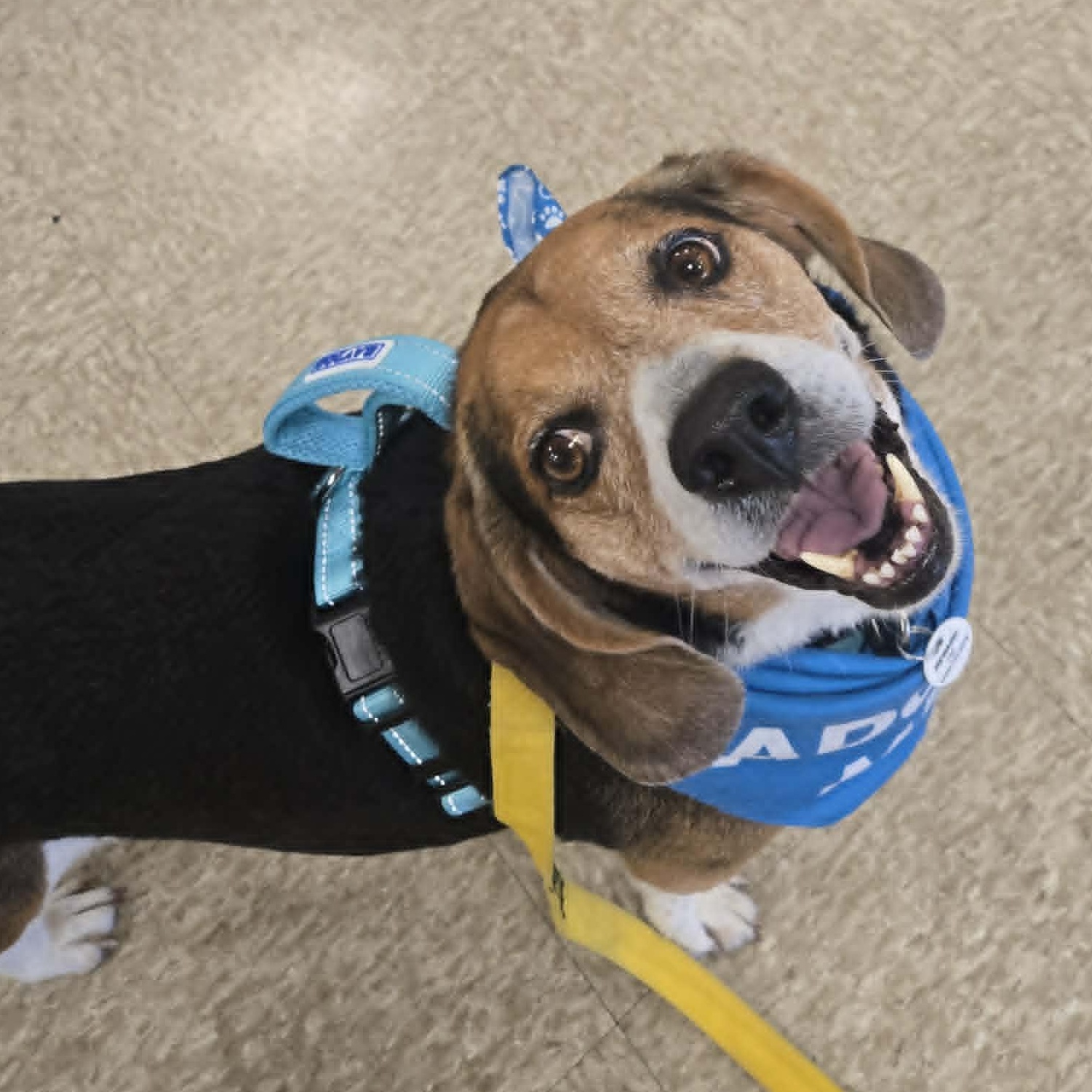 Billy, adoptable, Adult Male Beagle.