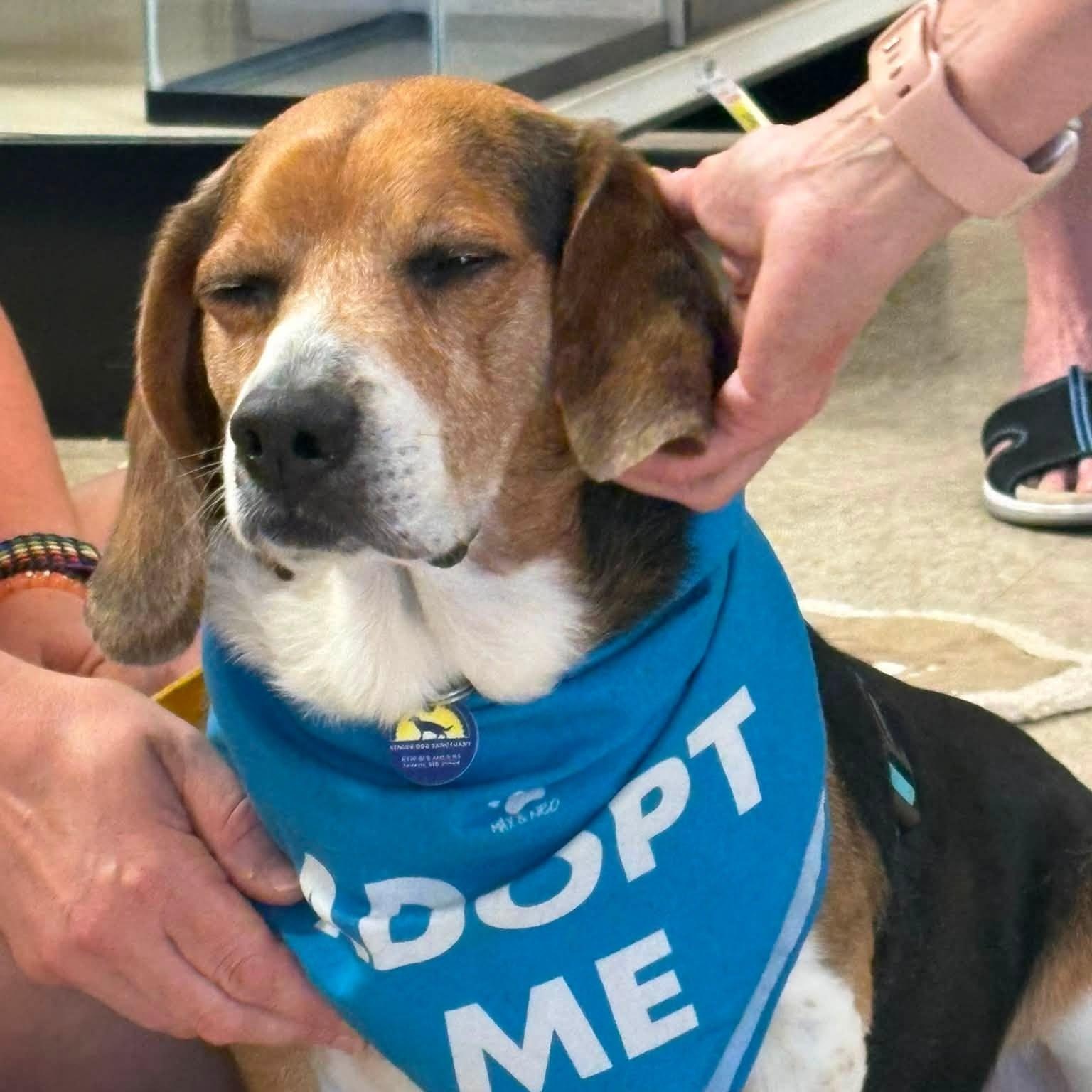 Enlarge Billy, an adoptable Beagle in Severn, MD image 5/6