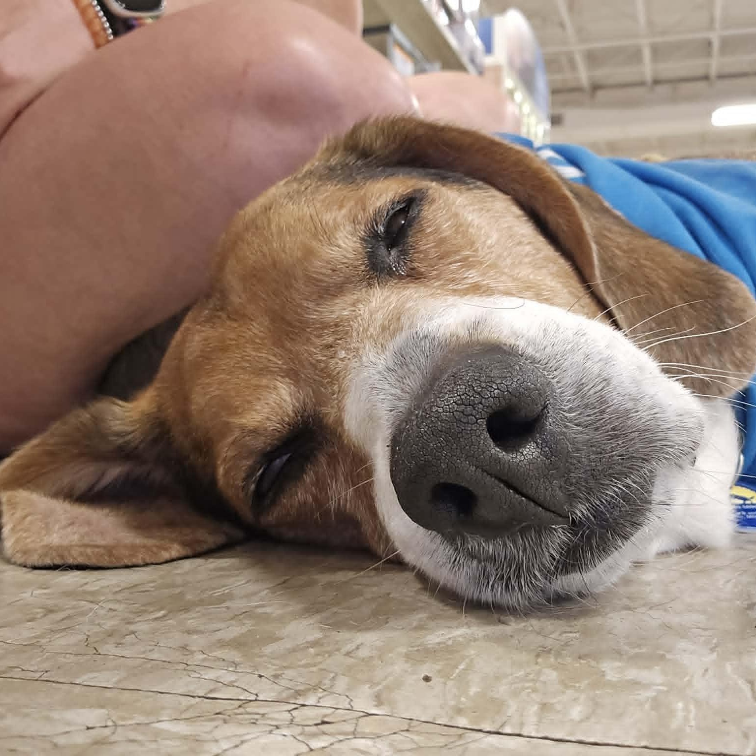 Enlarge Billy, an adoptable Beagle in Severn, MD image 2/6