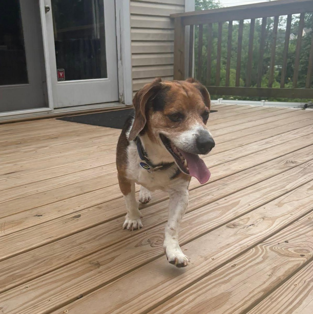 Enlarge Billy, an adoptable Beagle in Severn, MD image 4/6