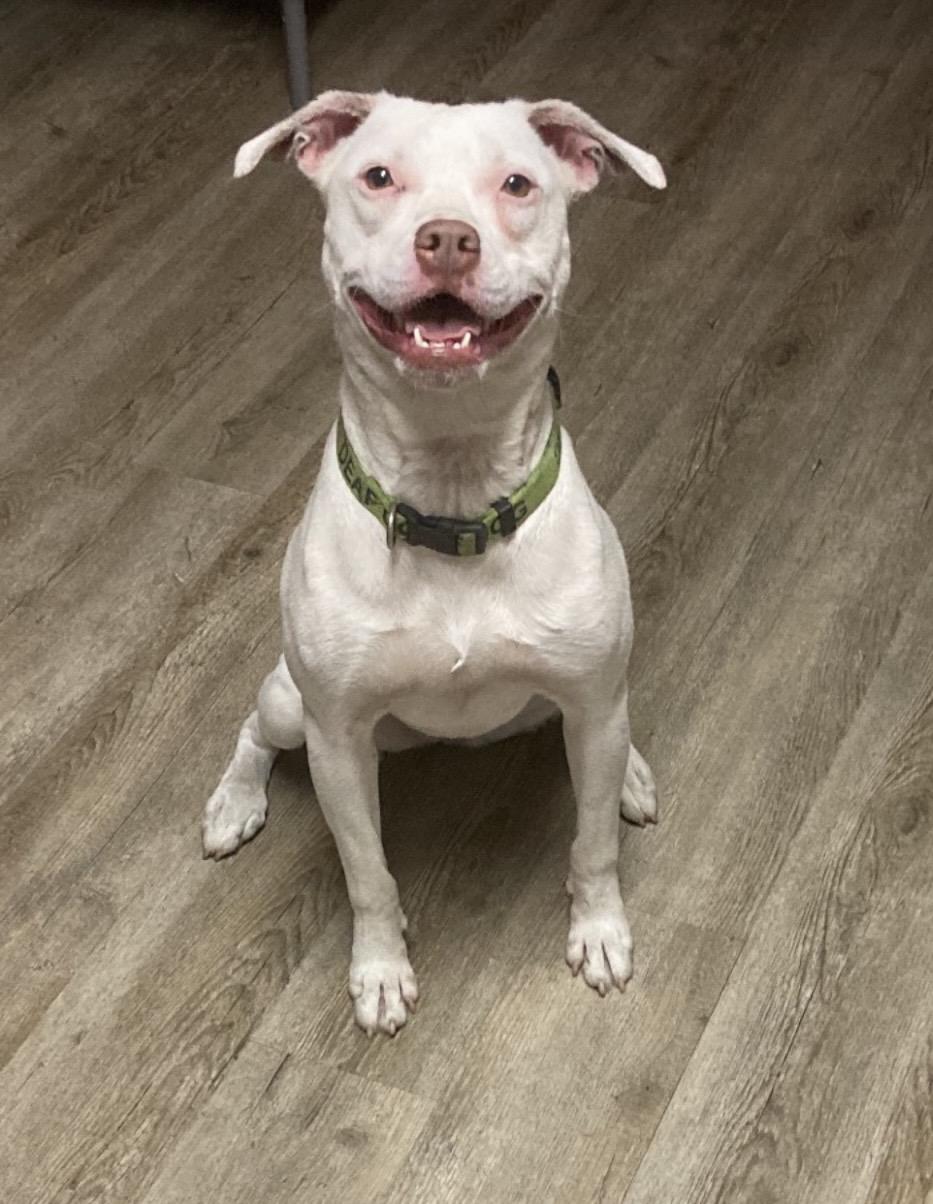 Enlarge Butterfly ( Deaf dog) , a ADOPTABLE mixed breed in Pensacola, FL image 1/3