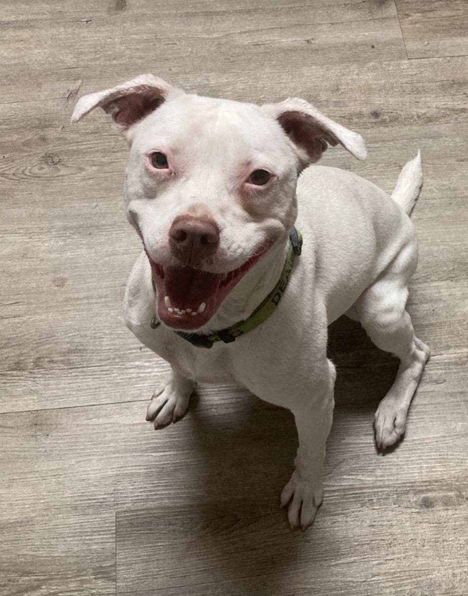 Enlarge Butterfly ( Deaf dog) , a ADOPTABLE mixed breed in Pensacola, FL image 3/3