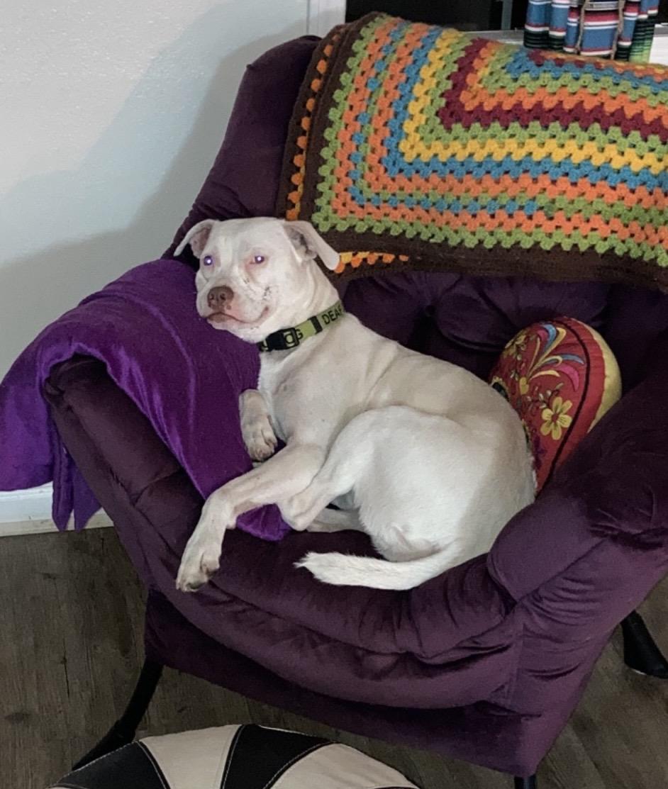 Enlarge Butterfly ( Deaf dog) , a ADOPTABLE mixed breed in Pensacola, FL image 2/3