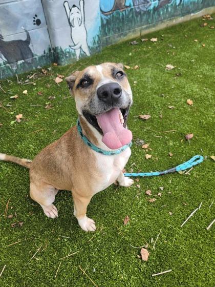 Frasier, Adoptable, Adult Male Mixed Breed & Mixed Breed.