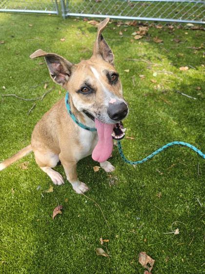 Enlarge Frasier, a Adoptable mixed breed in Savannah, GA image 2/2