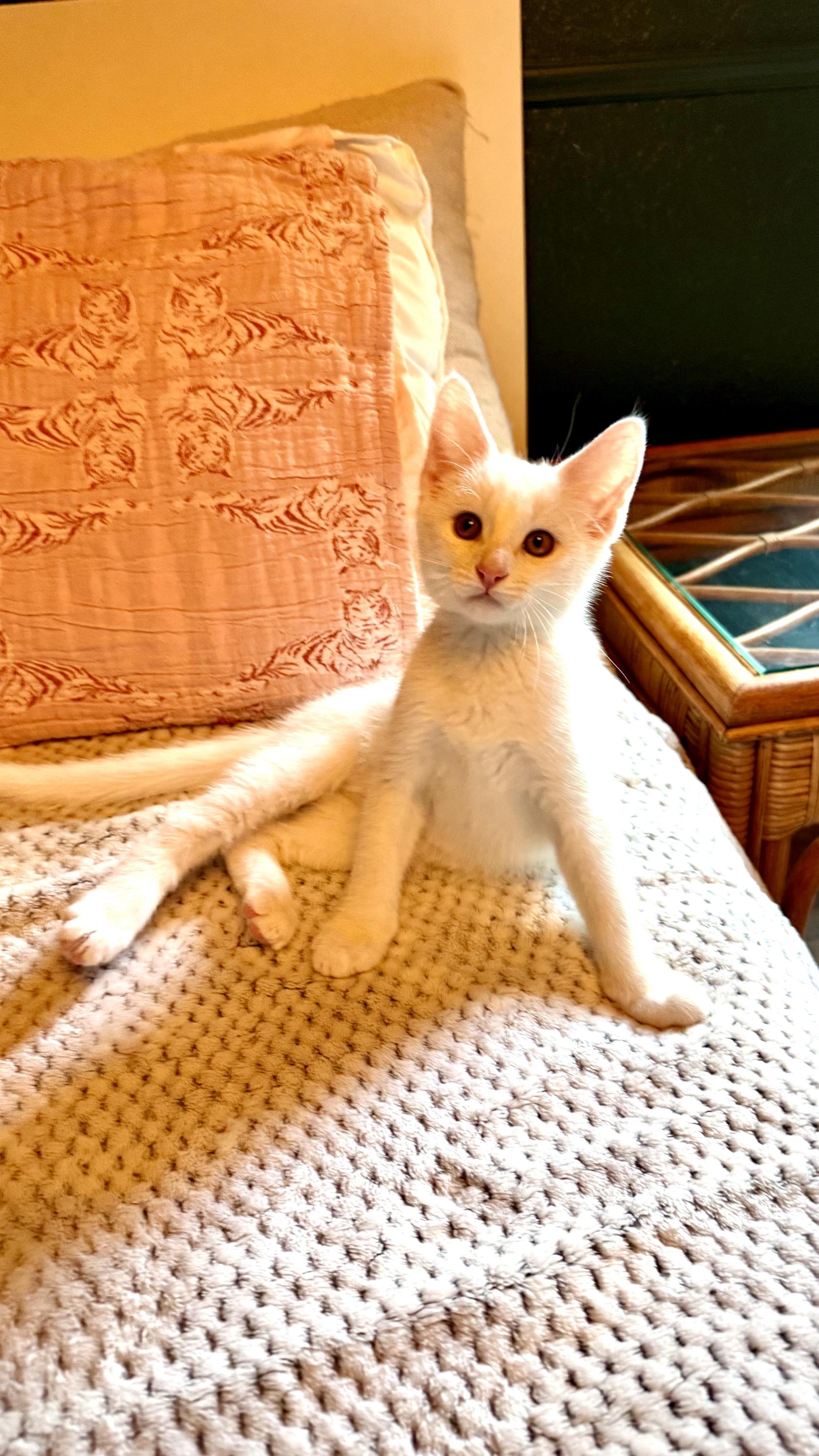 Enlarge Truvy and Applejack, a Adoptable Domestic Short Hair in Seattle, WA image 6/6