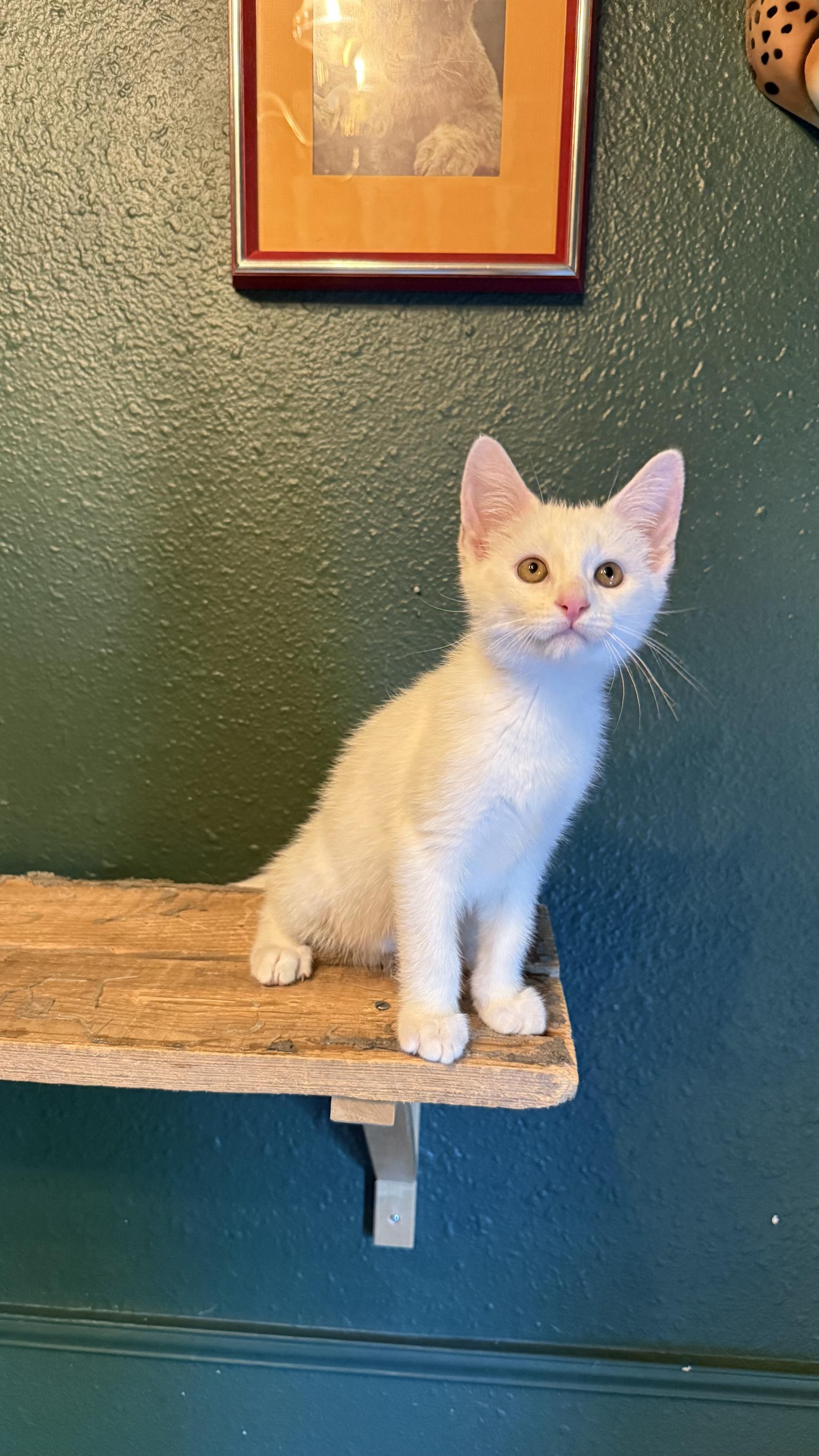 Enlarge Truvy and Applejack, a Adoptable Domestic Short Hair in Seattle, WA image 2/6