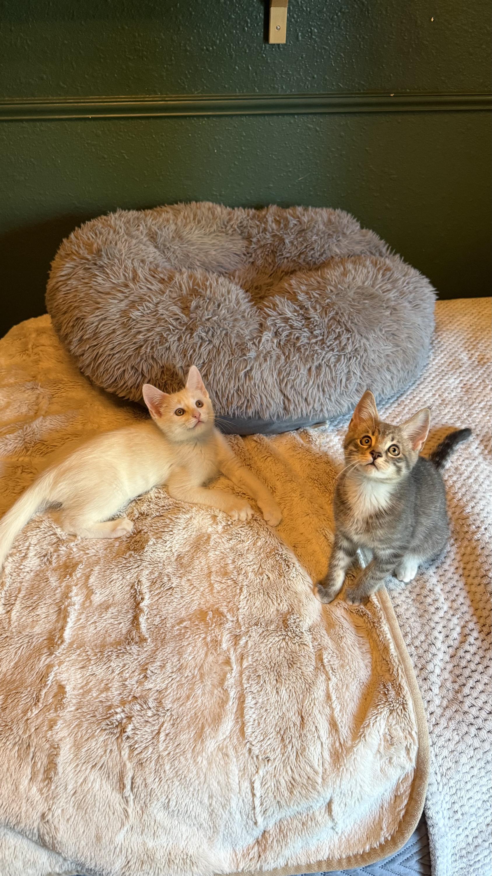 Truvy and Applejack, Adoptable, Kitten Male Domestic Short Hair.