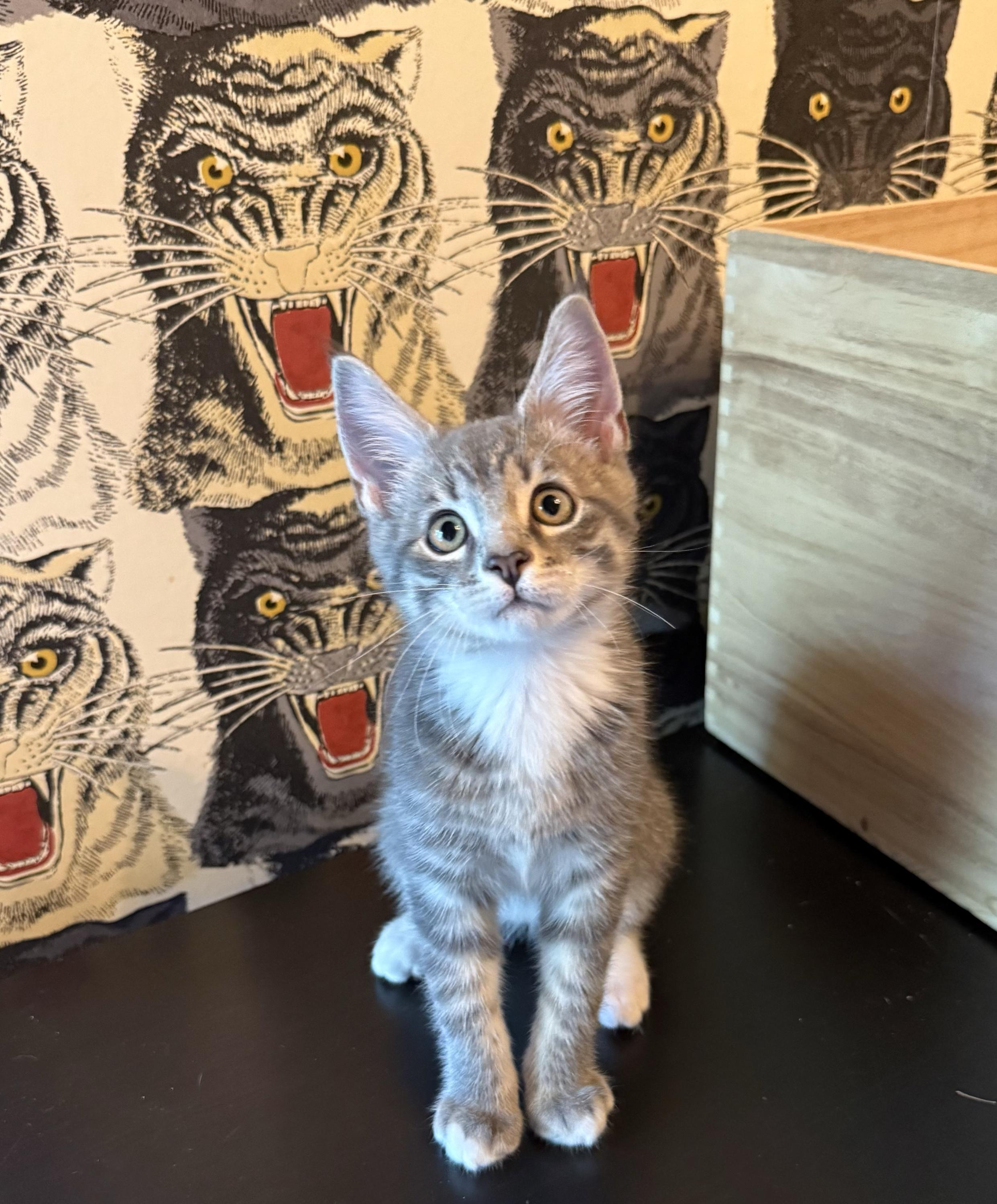 Enlarge Truvy and Applejack, a Adoptable Domestic Short Hair in Seattle, WA image 5/6