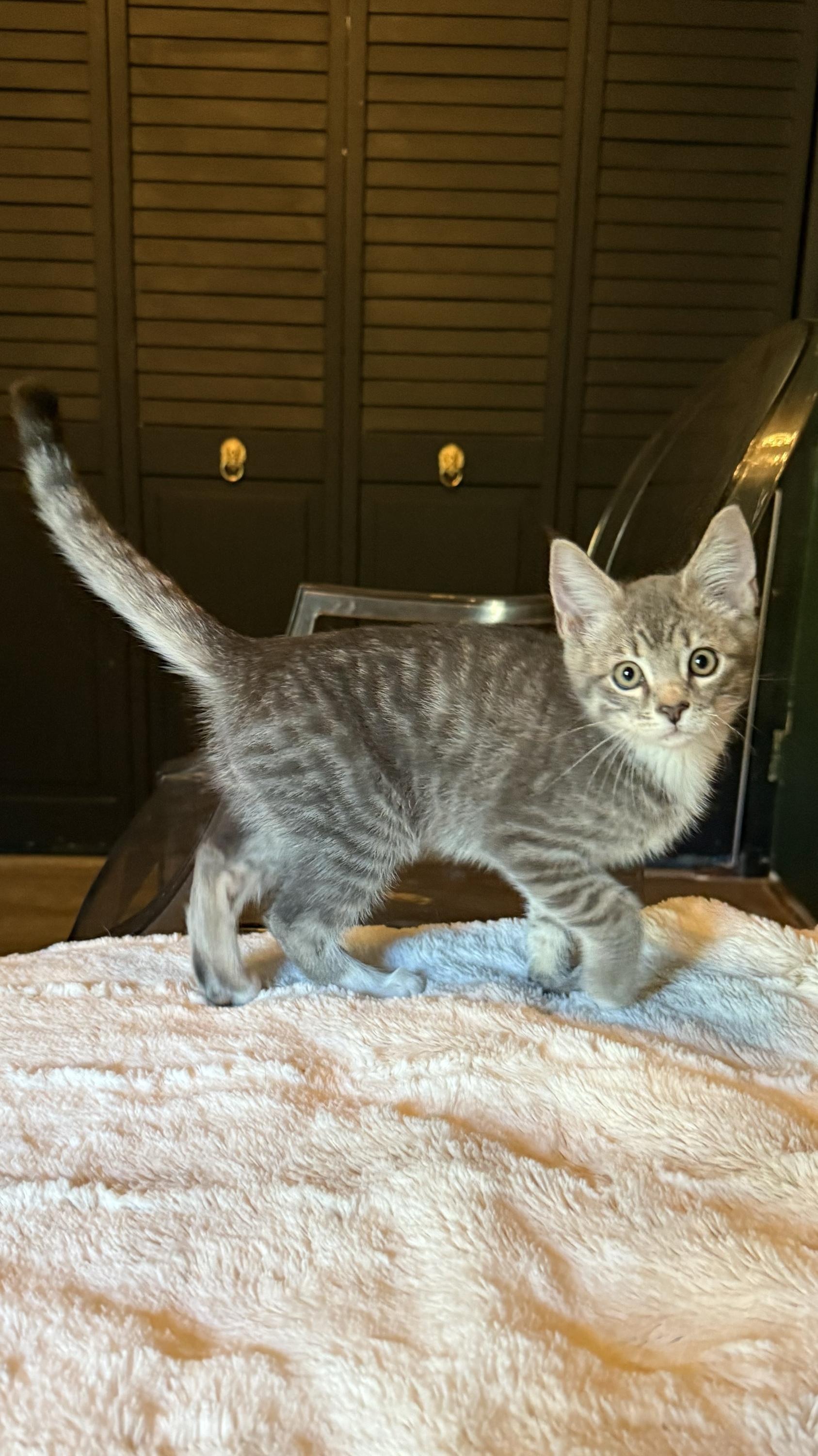 Enlarge Truvy and Applejack, a Adoptable Domestic Short Hair in Seattle, WA image 3/6