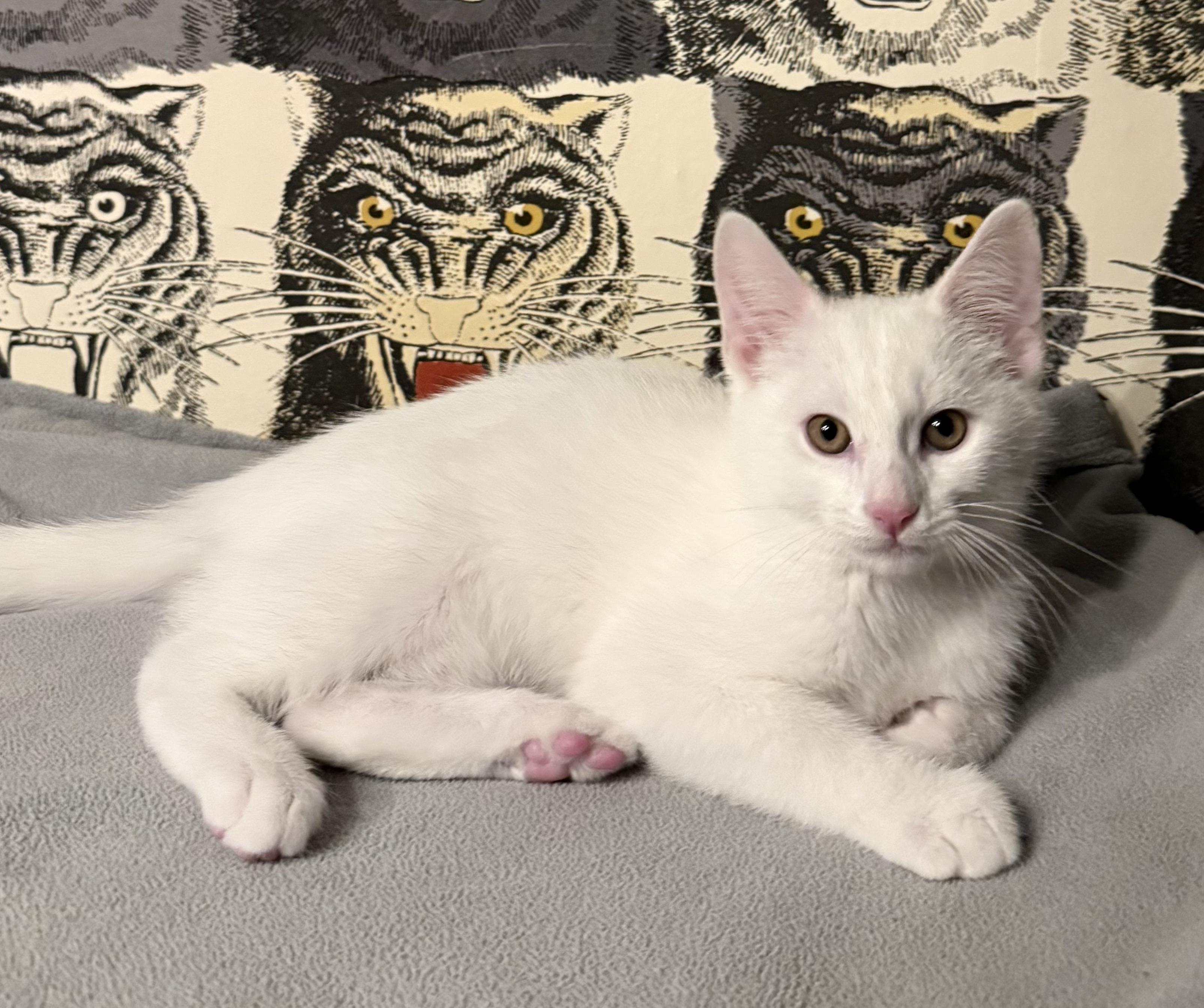 Enlarge Truvy and Applejack, a Adoptable Domestic Short Hair in Seattle, WA image 4/6