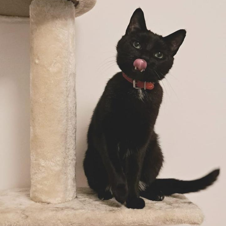 Blackie, a Adoptable American Shorthair in Markham, ON image 3/5