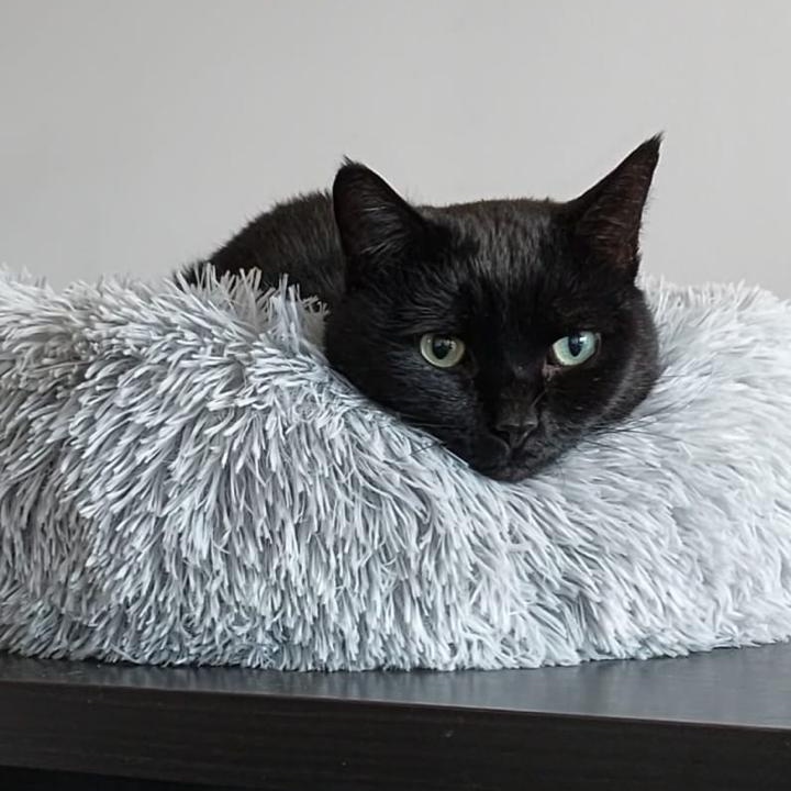 Blackie, Adoptable, Adult Male American Shorthair.