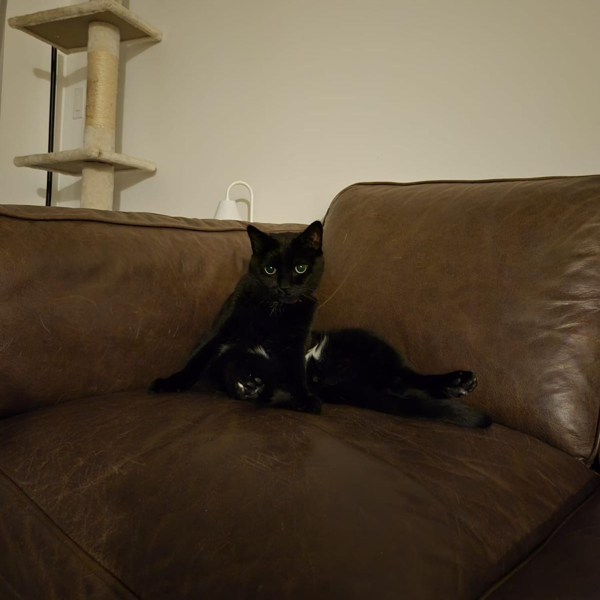 Blackie, a Adoptable American Shorthair in Markham, ON image 4/5