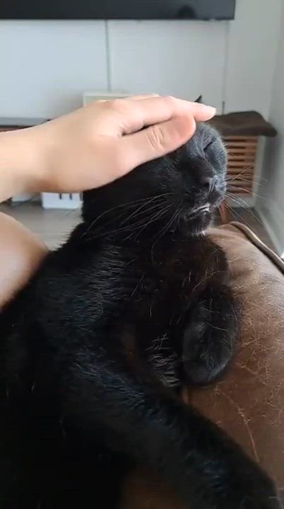 Enlarge Blackie, a Adoptable American Shorthair in Markham, ON video 5/5