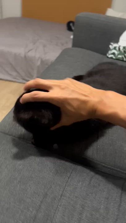 Enlarge Blackie, a Adoptable American Shorthair in Markham, ON video 2/5