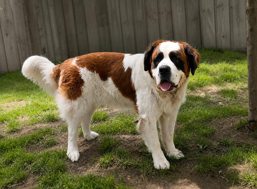 Lola, a ADOPTABLE Saint Bernard in Albuquerque, NM image 2/2