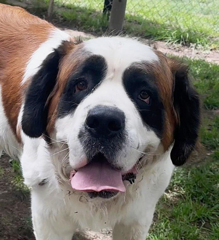 Lola, ADOPTABLE, Adult Female Saint Bernard.
