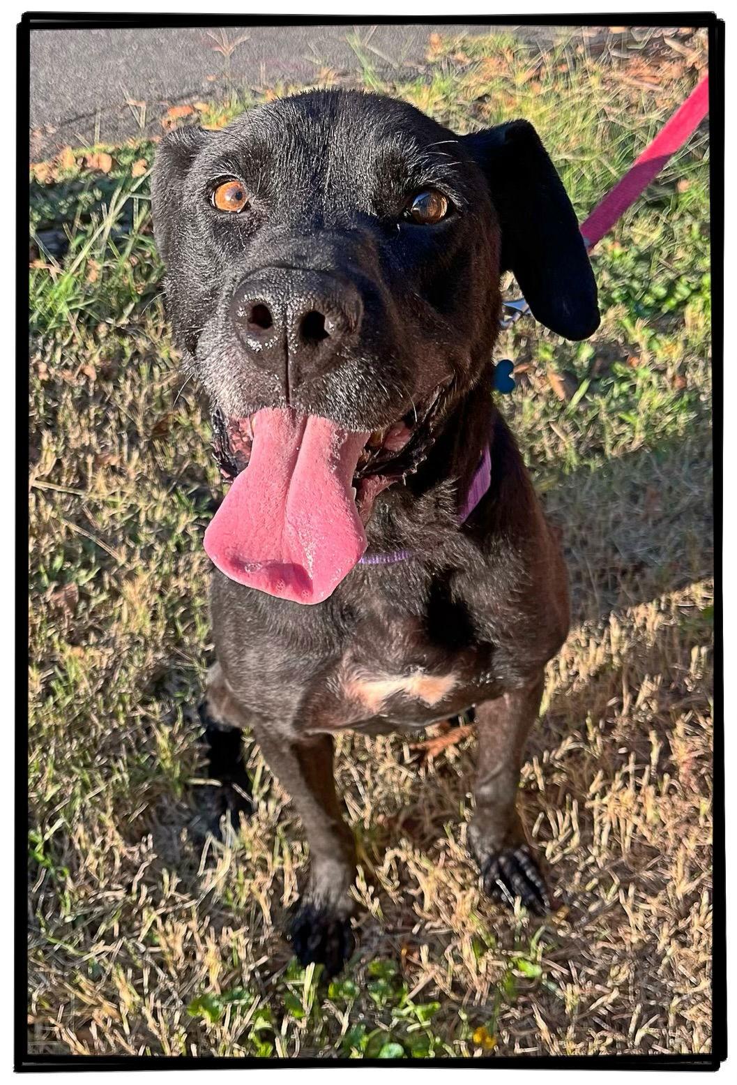 Lucy, a Adopted Labrador Retriever in Richmond, VA image 1/3