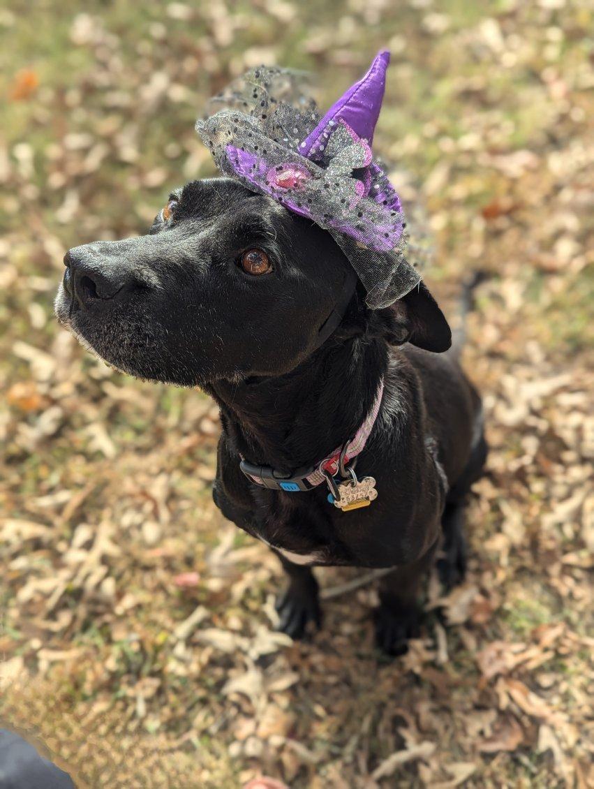 Lucy, a Adopted Labrador Retriever in Richmond, VA image 2/3