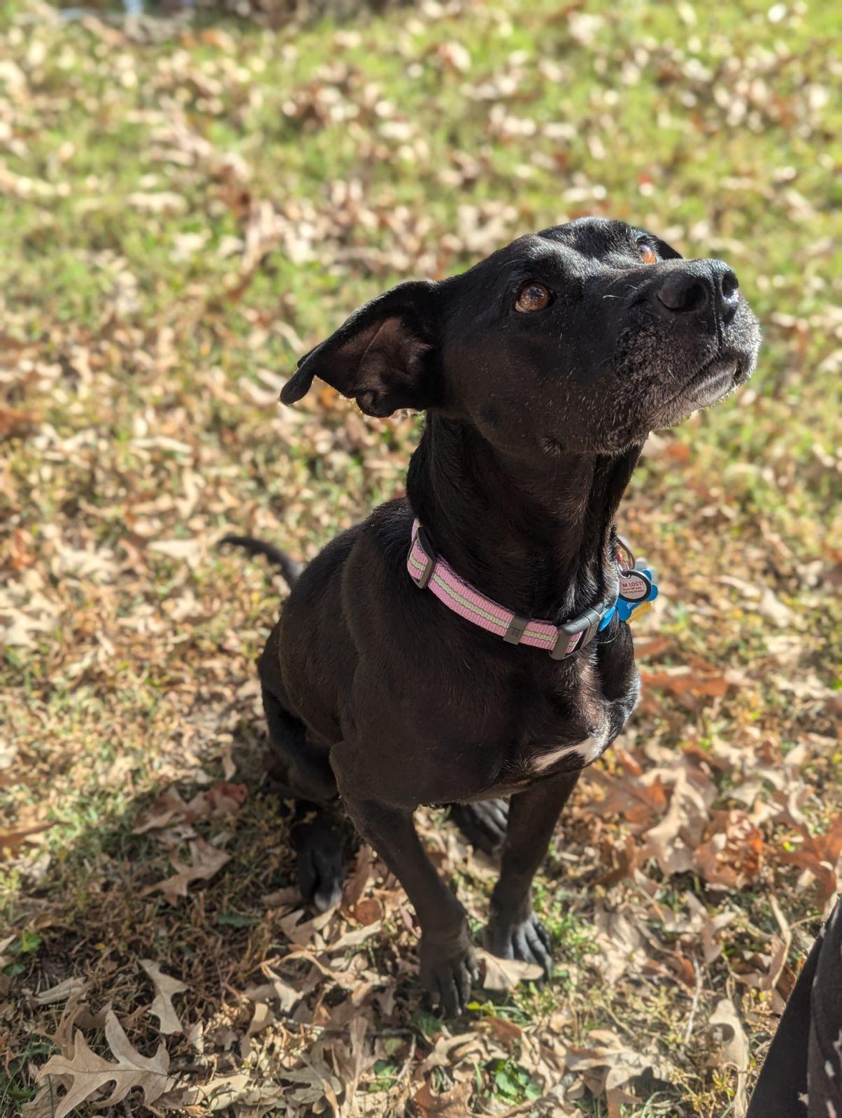 Lucy, a Adopted Labrador Retriever in Richmond, VA image 3/3