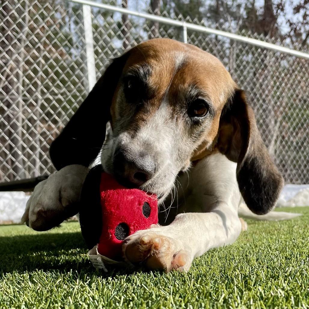 Enlarge Pumpkin, a Adoptable mixed breed in San Francisco, CA image 2/6