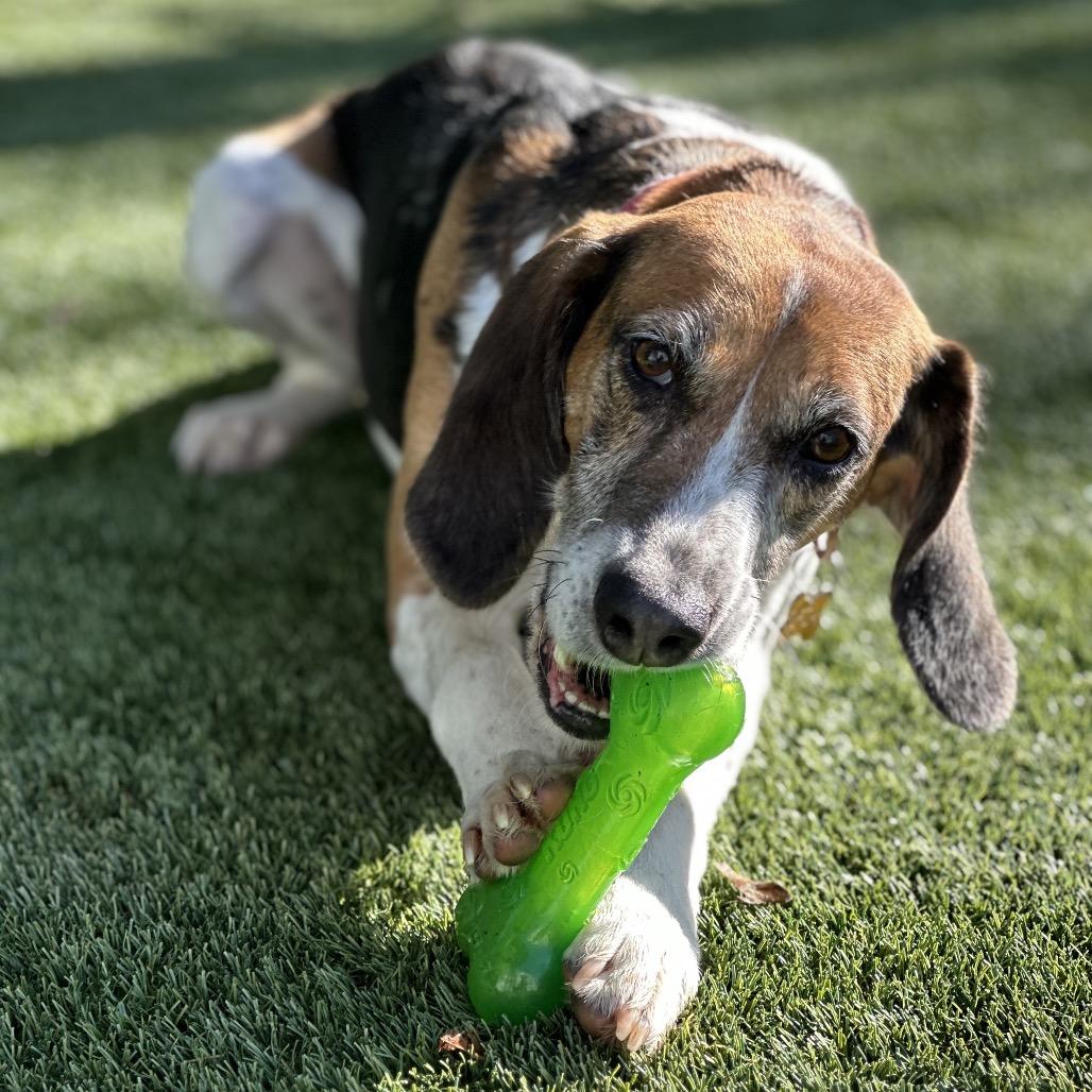 Enlarge Pumpkin, a Adoptable mixed breed in San Francisco, CA image 4/6