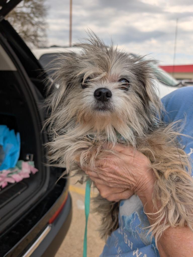 Mimi, a Adoptable mixed breed in Bryan, TX image 1/3